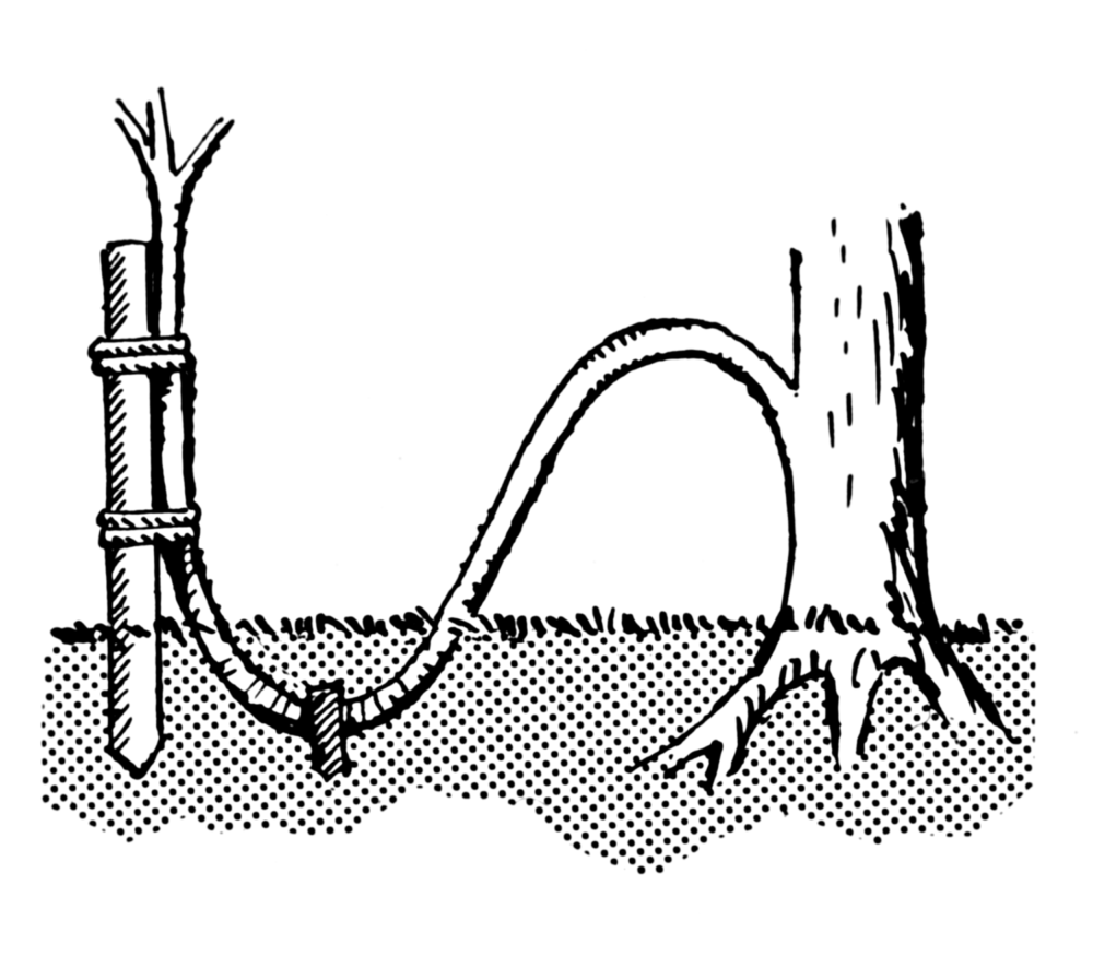 Grafting and Layer (Pt. 1)