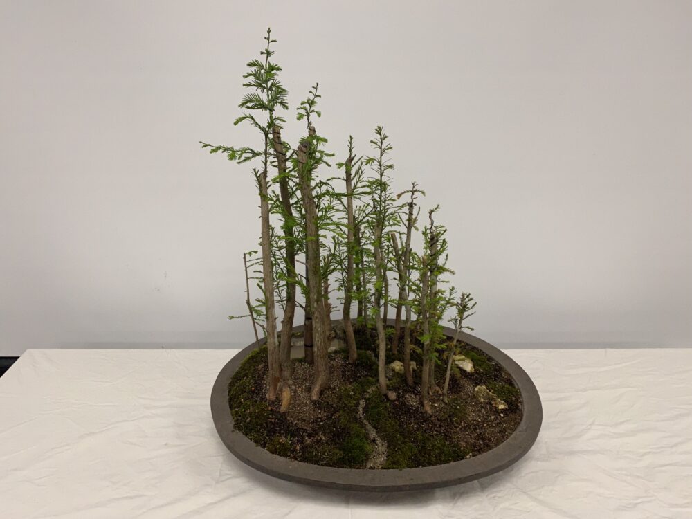 Bonsai Forest Creation and Photography