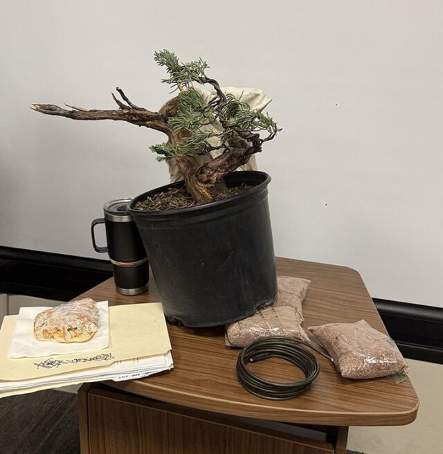 Bonsai Grafting and Layering (Pt. 2) - Tallahassee Bonsai Society